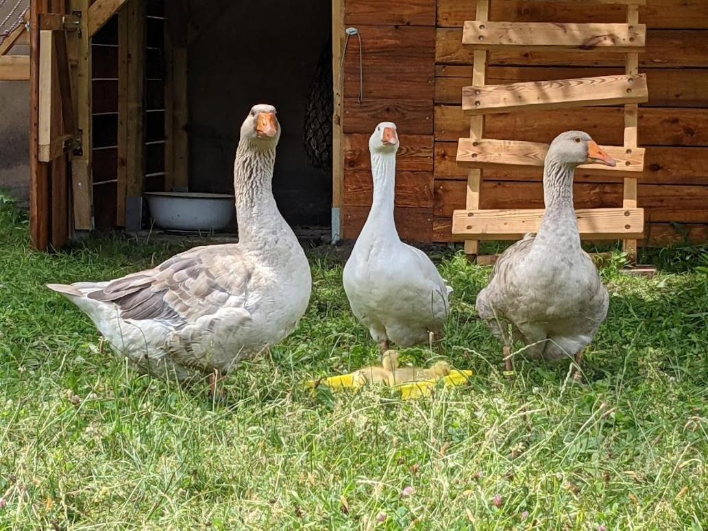 Helenes Ferienwohnung Auf Dem Bauernhof - Lausitzer Seenland Lauta Exterior foto