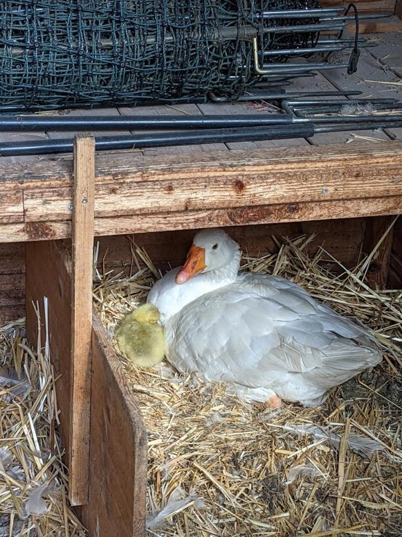 Helenes Ferienwohnung Auf Dem Bauernhof - Lausitzer Seenland Lauta Exterior foto
