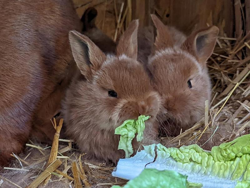 Helenes Ferienwohnung Auf Dem Bauernhof - Lausitzer Seenland Lauta Exterior foto