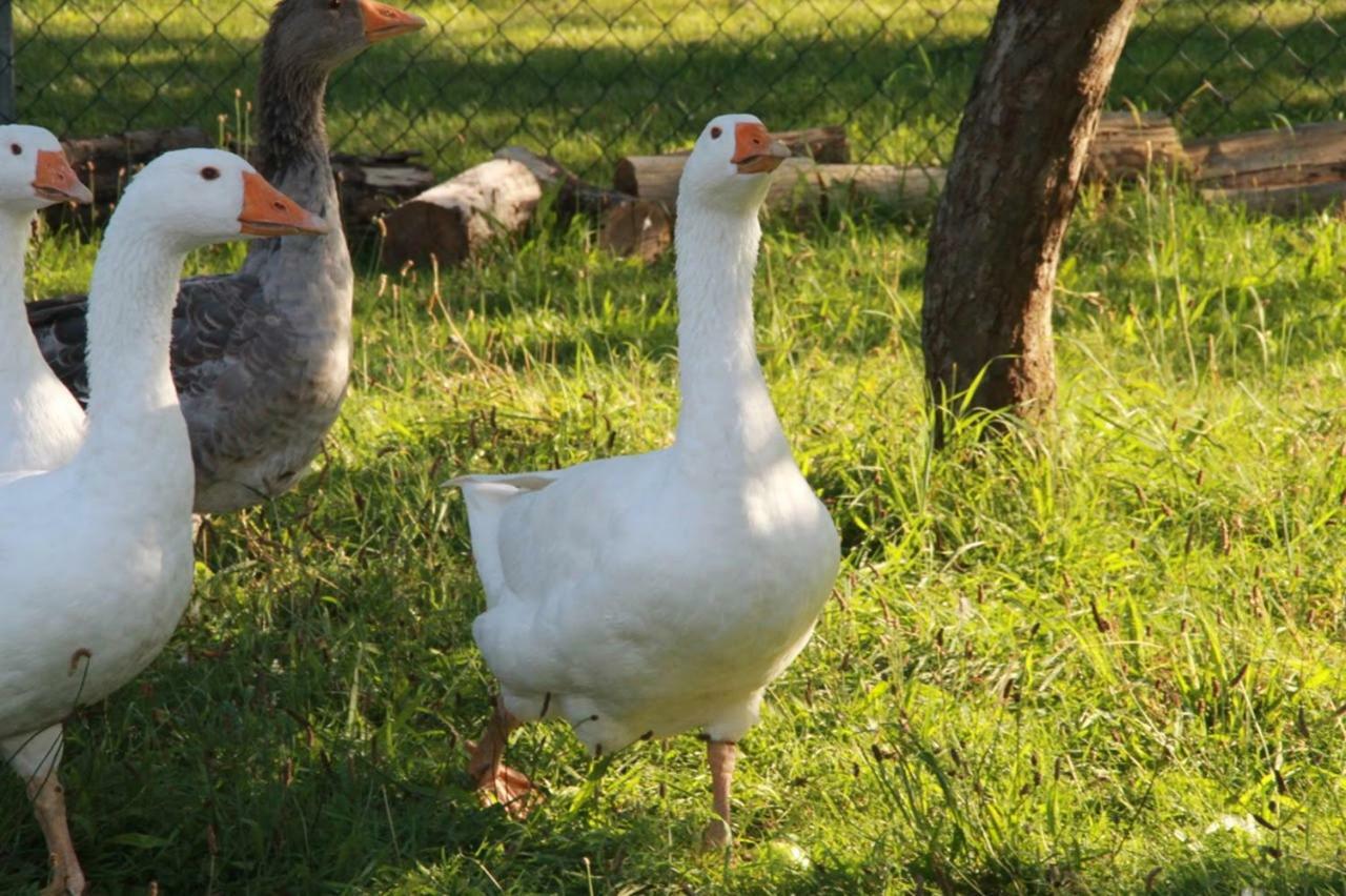Helenes Ferienwohnung Auf Dem Bauernhof - Lausitzer Seenland Lauta Exterior foto
